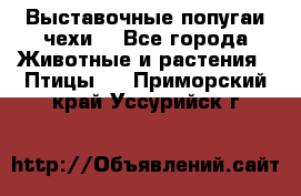 Выставочные попугаи чехи  - Все города Животные и растения » Птицы   . Приморский край,Уссурийск г.